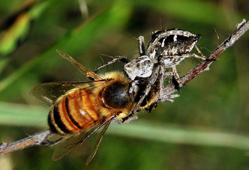 Oxyopidae:  Oxyopes cfr. heterophtalmus - Sassuolo (MO)